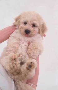 j2 Cute Maltipoo Puppy