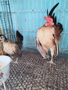 Sepasang Ayam Serama