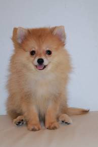 F4 Kawai Pomeranian Dog