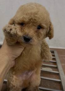 Toy poodle 