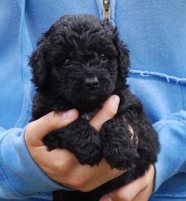 K8083 Pintsized Poodle Teddy Bear Face Puppy Baby