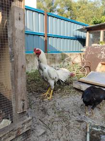 Ayam ratu 