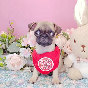 Pug