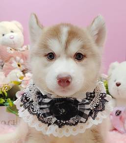 Wooly Husky