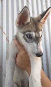 Husky