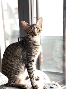 Free adoption Lana aka The Tabby Princess kucing