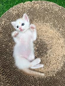 Kucing comel untuk dilepaskan