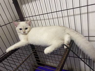 cat kucing kitten BSH golden DLH mix female