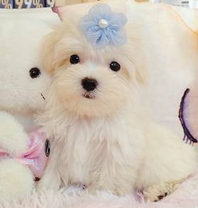 Maltese