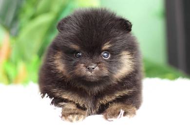 Pomeranian