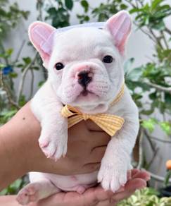 FRENCH BULLDOG PUPPIES 🌻S145 Charming Boy~Girl