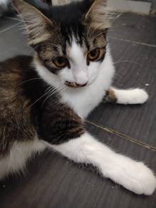 Kucing untuk di adopt 