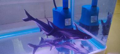 pangasius fish (patin hitam) 2 ekor untuk dijual