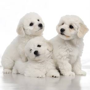 Bichon frise mka certificate and microchip
