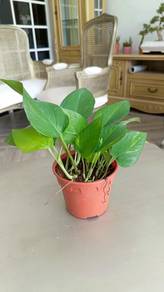 Money Plant
