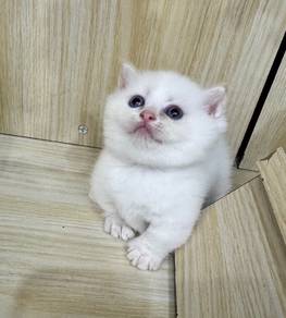 SS Munchkin