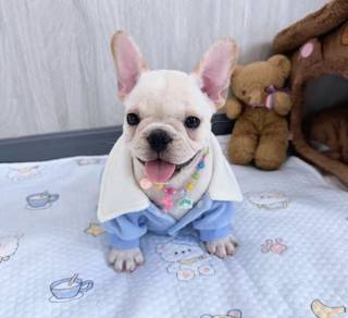 FRENCH BULLDOG PUPPIES 🌻VIP162 Girl