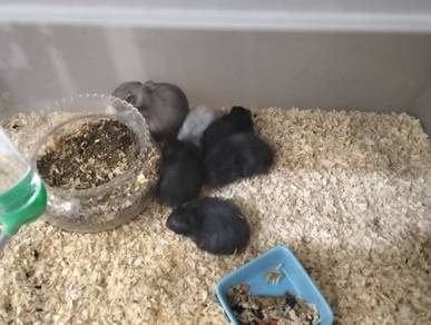 black syrian hamster