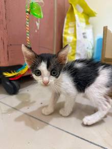 Anak Kucing / Kitten