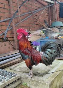 ayam hutan