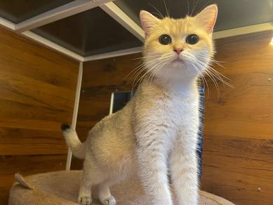 British Short Hair Golden