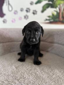 black Labrador 2