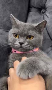Bsh Female