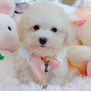 Poodle
