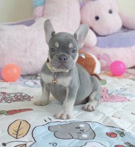 FRENCH BULLDOG PUPPIES 🌻VIP717 Boy -Girl