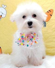 Maltese