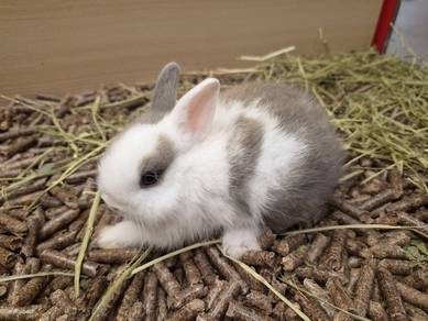 Rabbit for sale