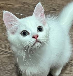 DLH mix | Handsome Full White Boy Kitten