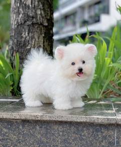 Bichon -Boy
