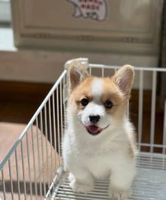 Welsh Corgi