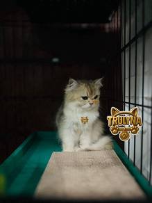 Anak kucing GOLDEN British Long hair KITTEN BSH