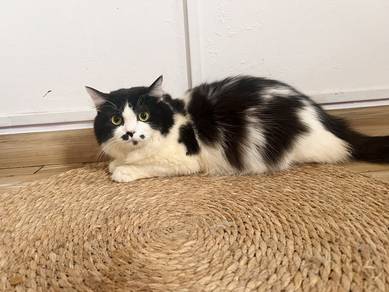 British Longhair