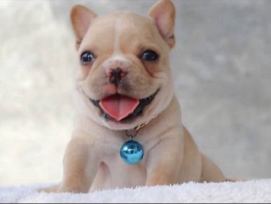 FRENCH BULLDOG PUPPIES VIP110🌻Cute & Healthy Girl