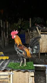ayam hutan