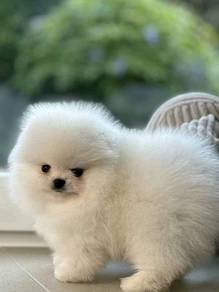 Pomeranian Puppy