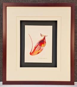 Framed Watercolor Botanical- Nepenthes macfarlanei