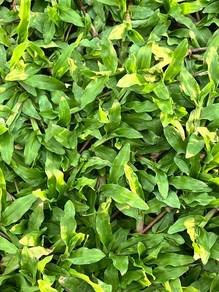 Cowgrass Harga Ladang