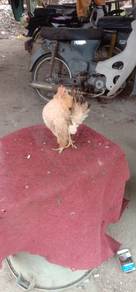 ayam serama