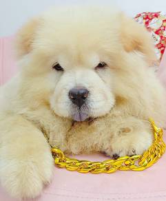 Chow Chow