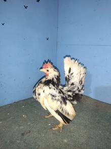 ayam serama 