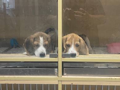 Beagle puppy