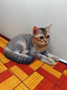 Kitten BSH