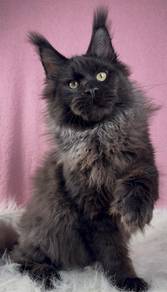 Maine Coon Boy Import