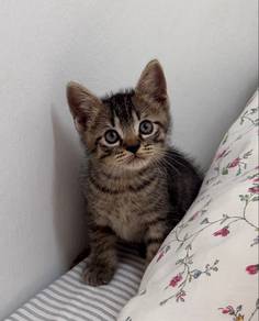 British Short Hair —Tabby