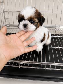 Shih Tzu Puppy