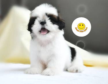 SS9566 Shih Tzu funny cute puppy